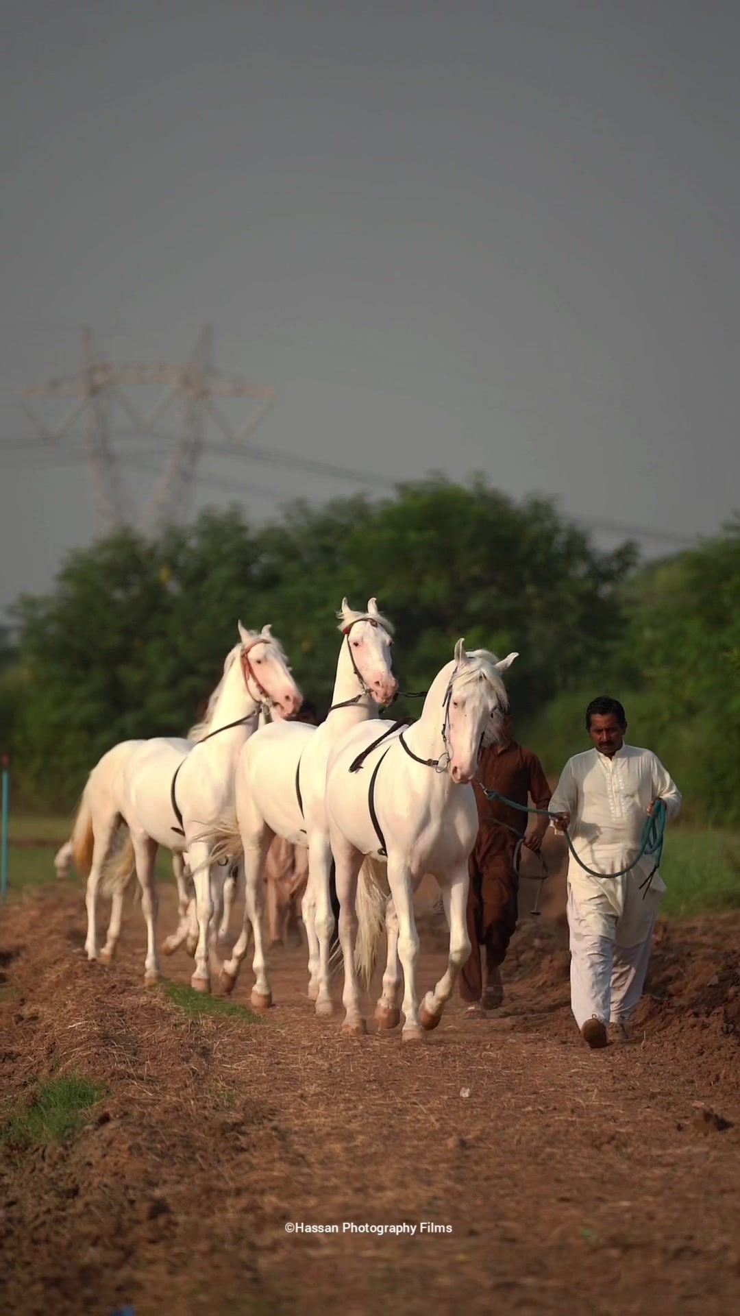 @SUNRISE STUD FARMS RAWALPINDI