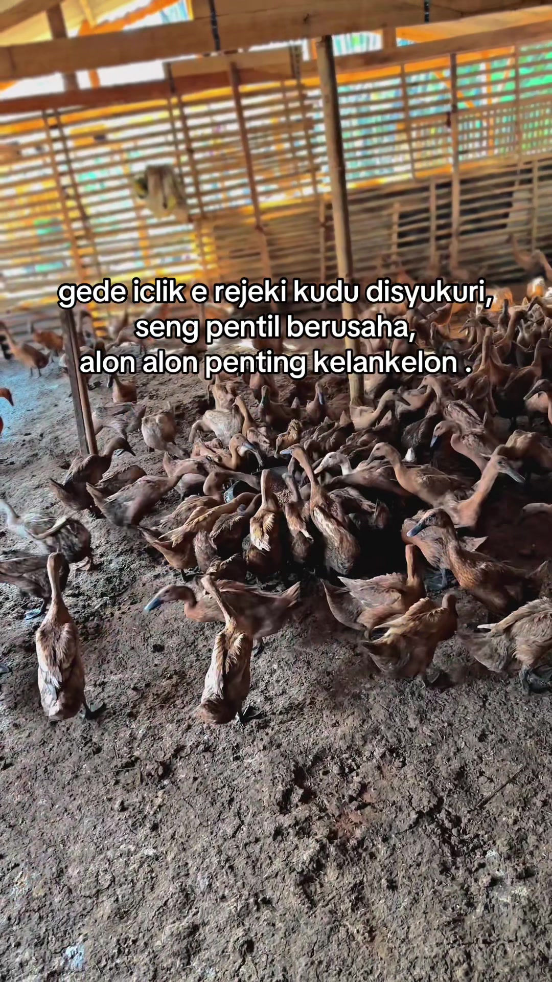 @darufarm