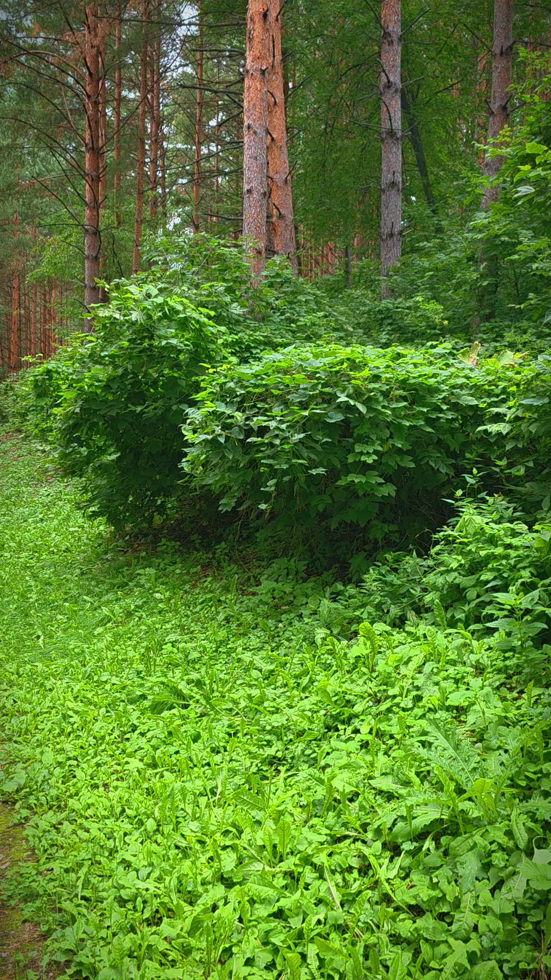 @Яркое Лето