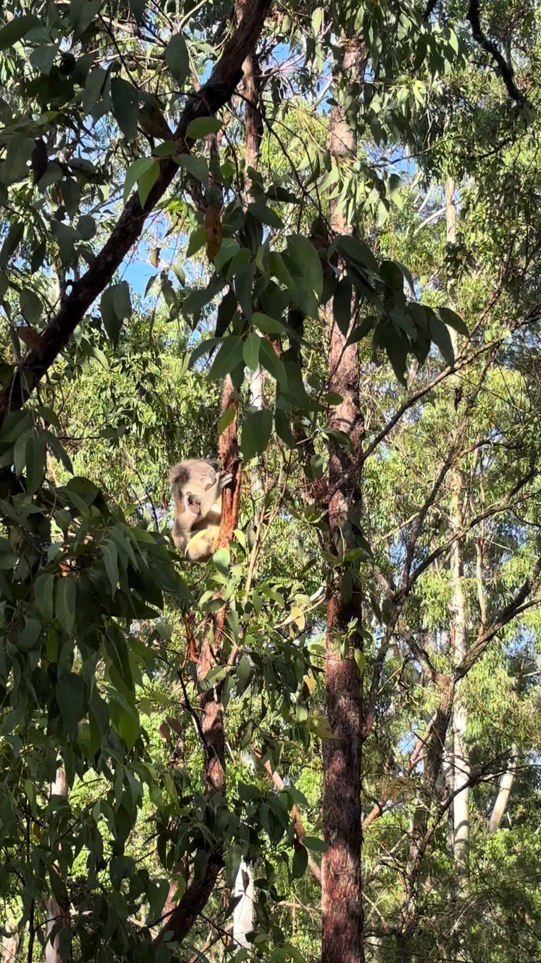 @Koala Conservation Australia