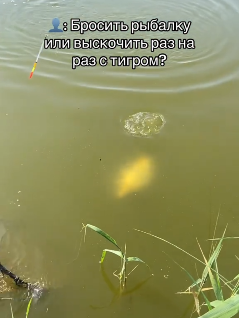 @Владимир
