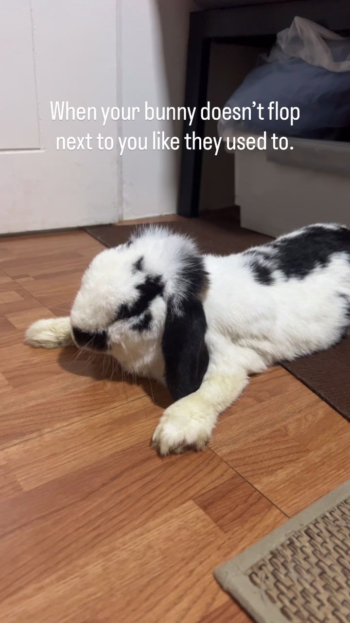 @Boss Happy & Sir Pluto🐰
