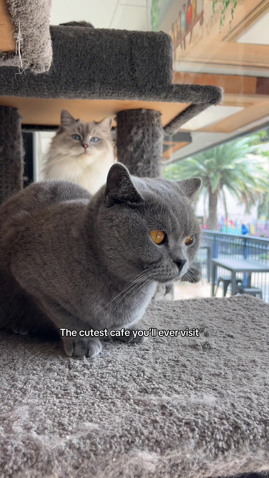 @crazycatcafe