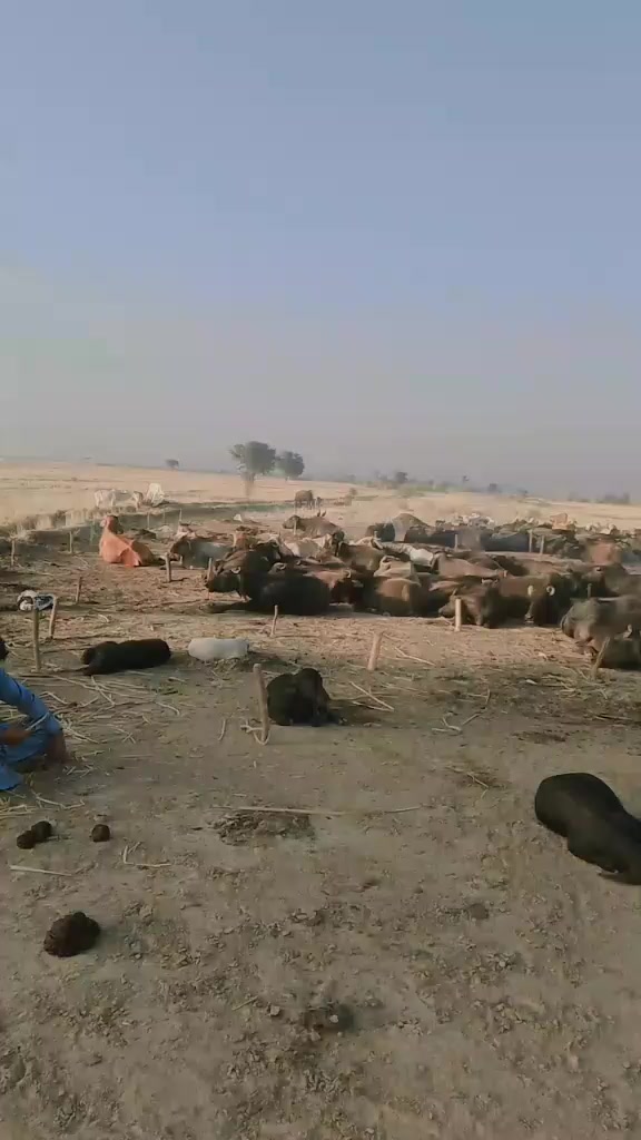 @🥷ملک شہزاد جبوجھ 🥷