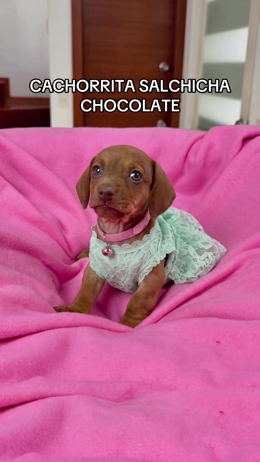 @Super Pet Ecuador 🇪🇨 🐶