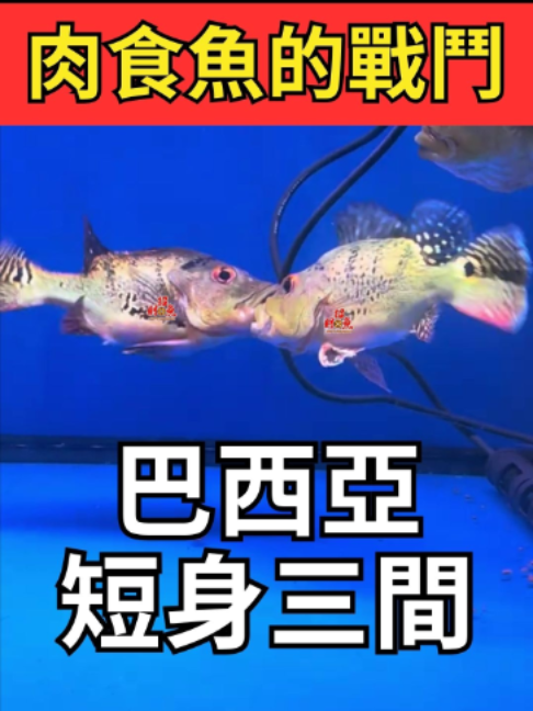 @招財魚水族館