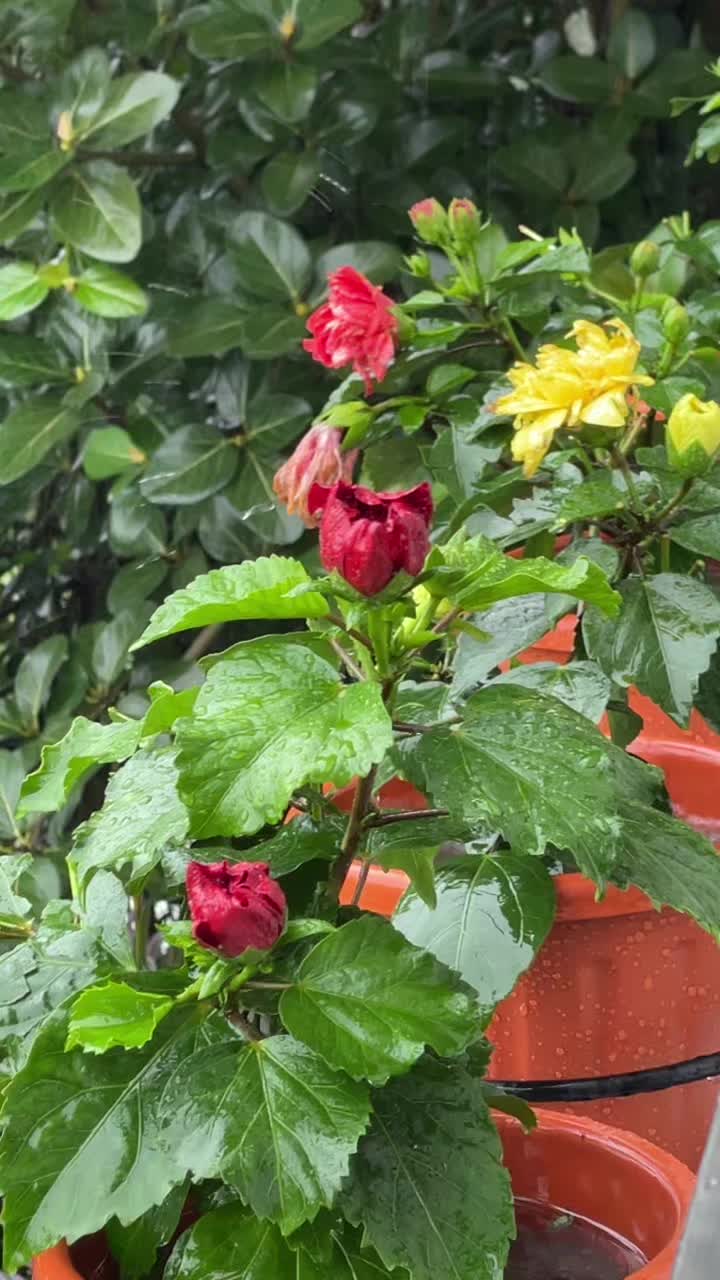 @kiran rana777