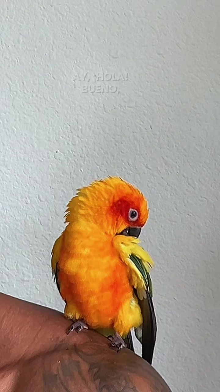 @Suncheepo🦜