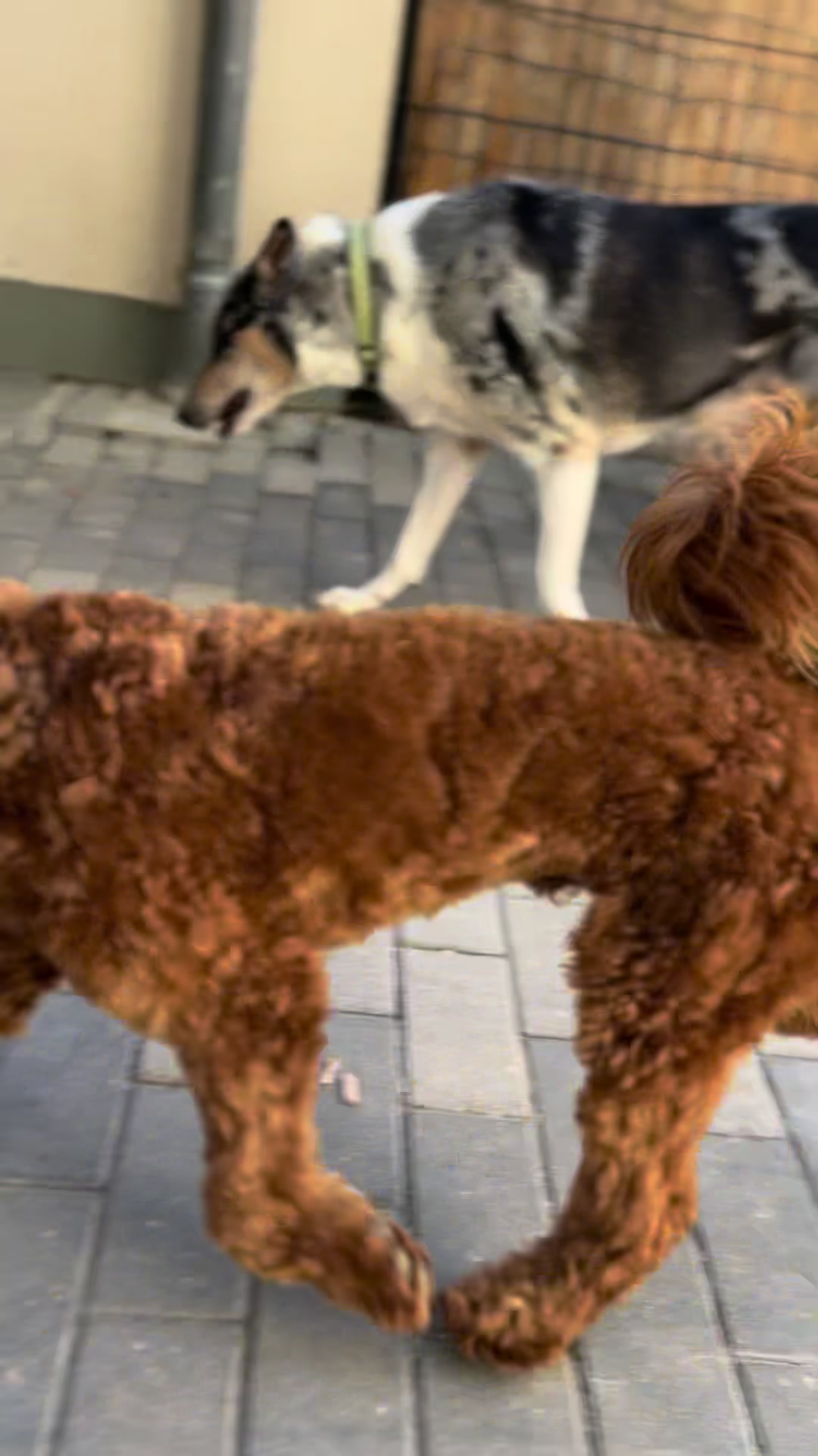 @Hunde- und Katzenpension