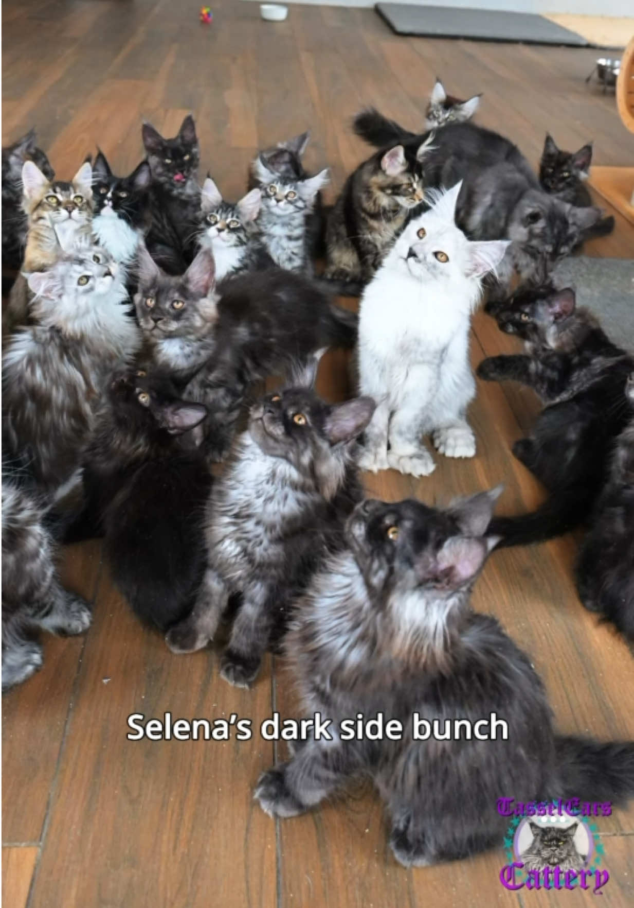 @Tassel Ears Maine Coon Cattery