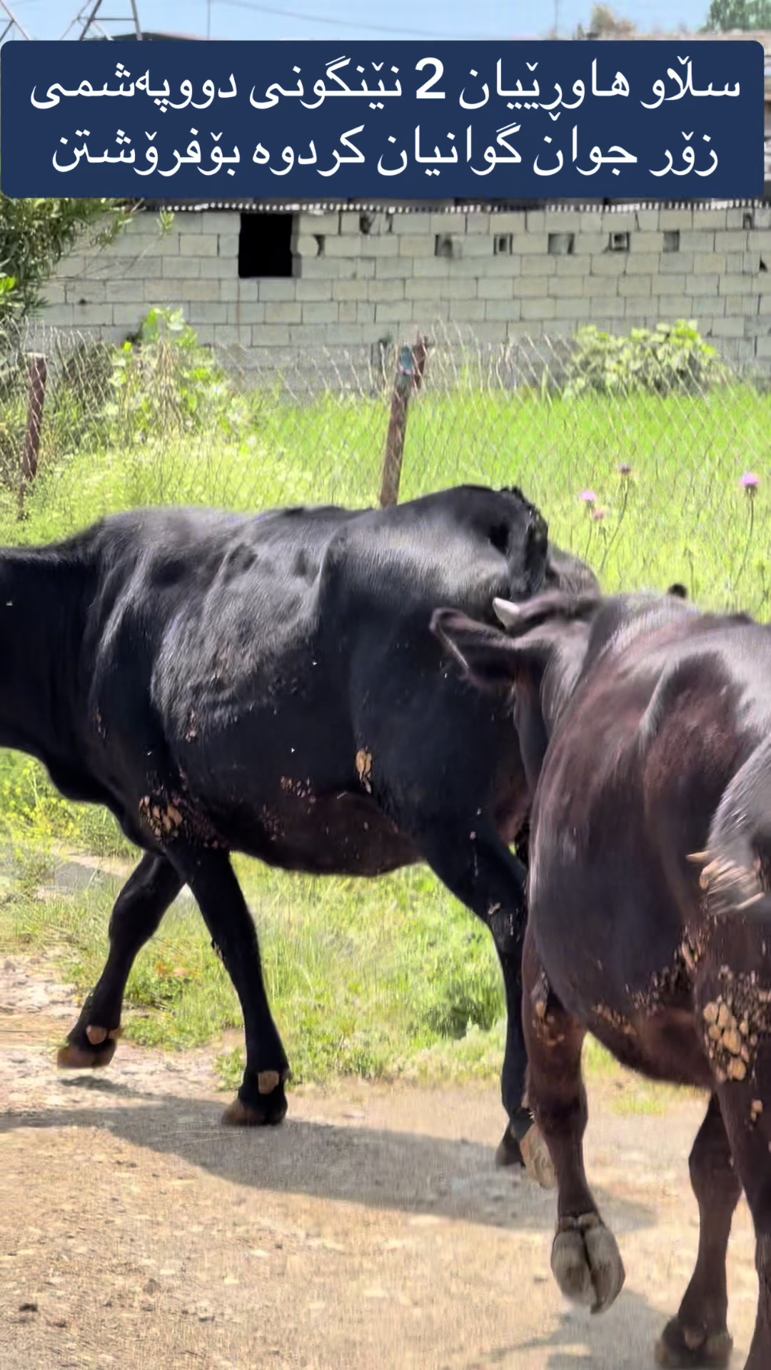 @مەیدانی ئاژەڵانی محمد 🐄🐂