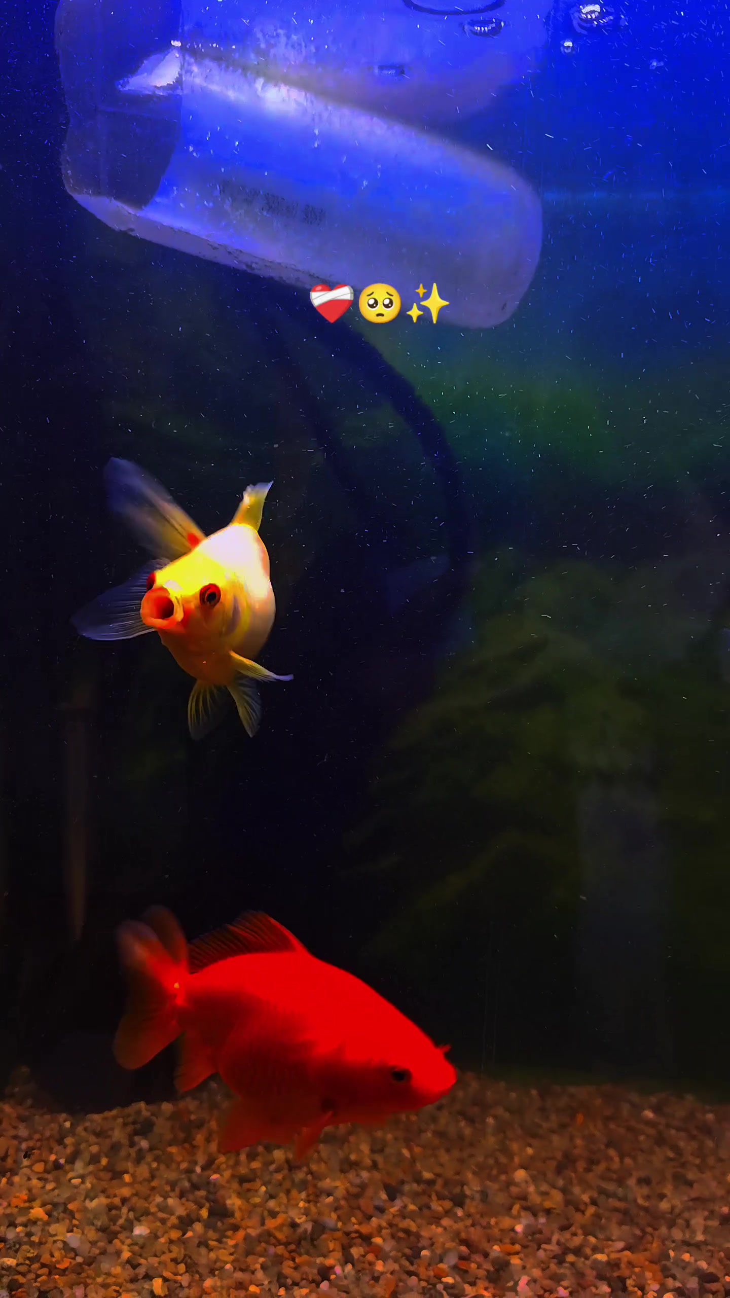 @🌸𓆩WH ƎƆNOƆ𓆪🌸