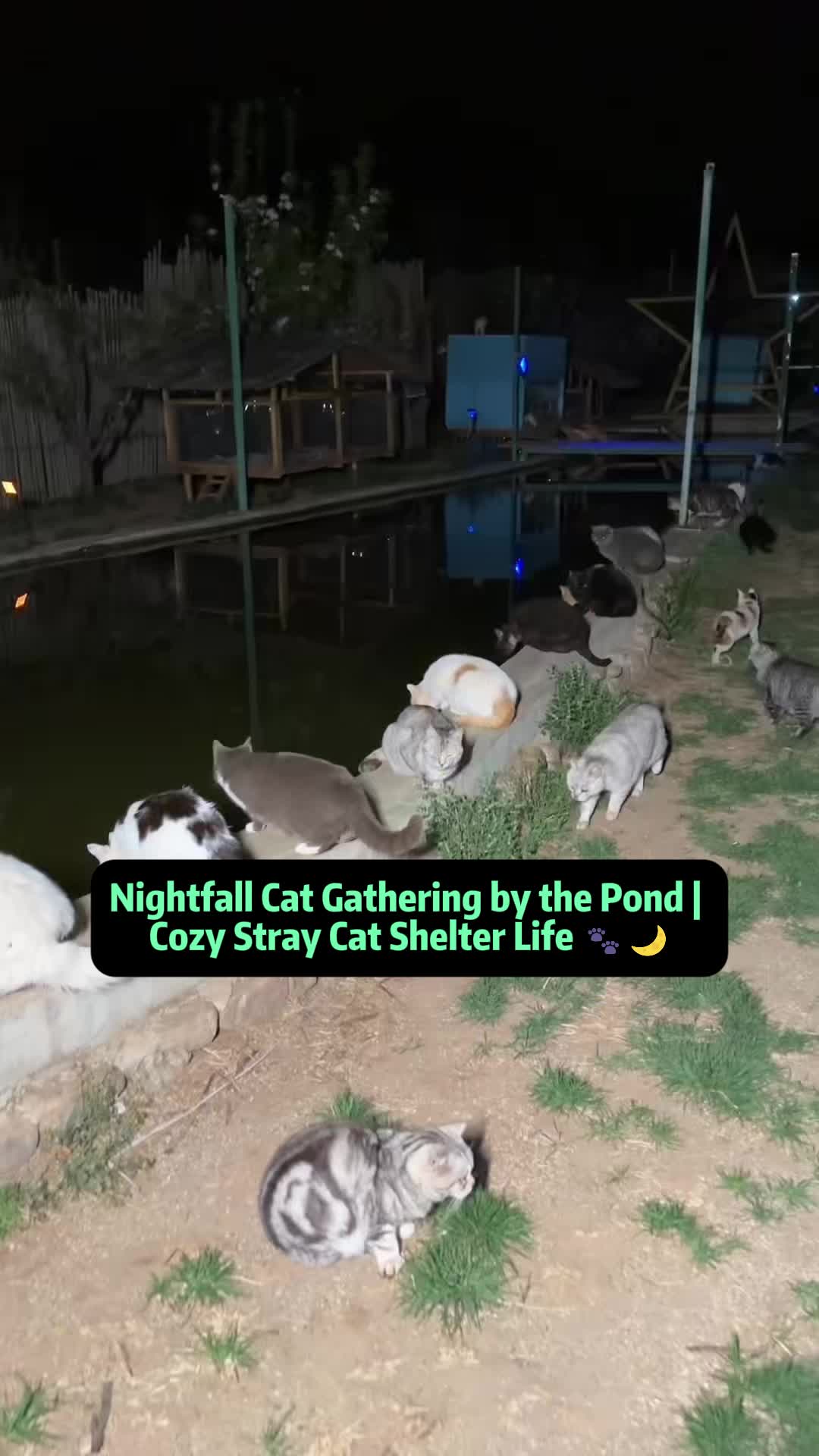 @Stray Cat Talkz