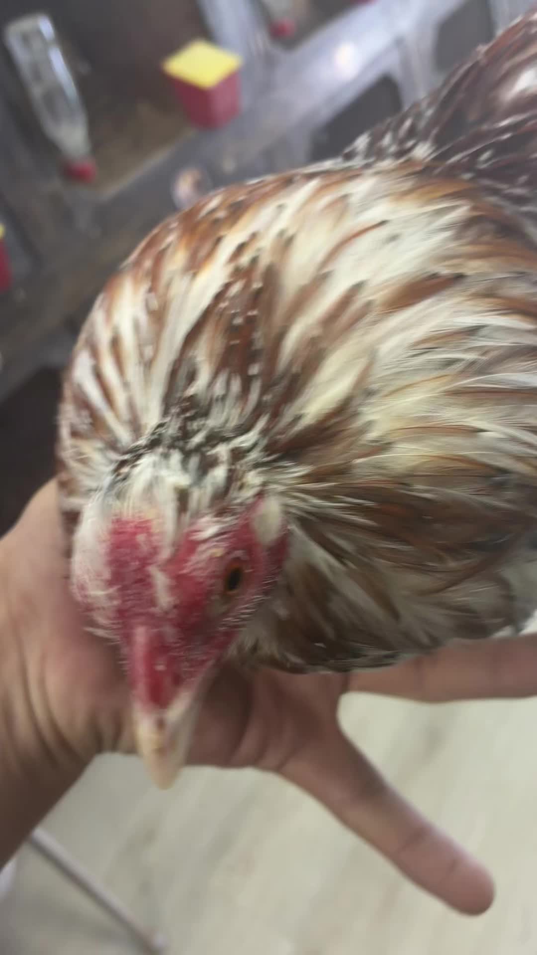 @FARMING.MM56
