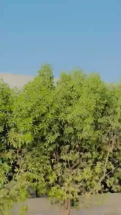 @جام صاحب🦅