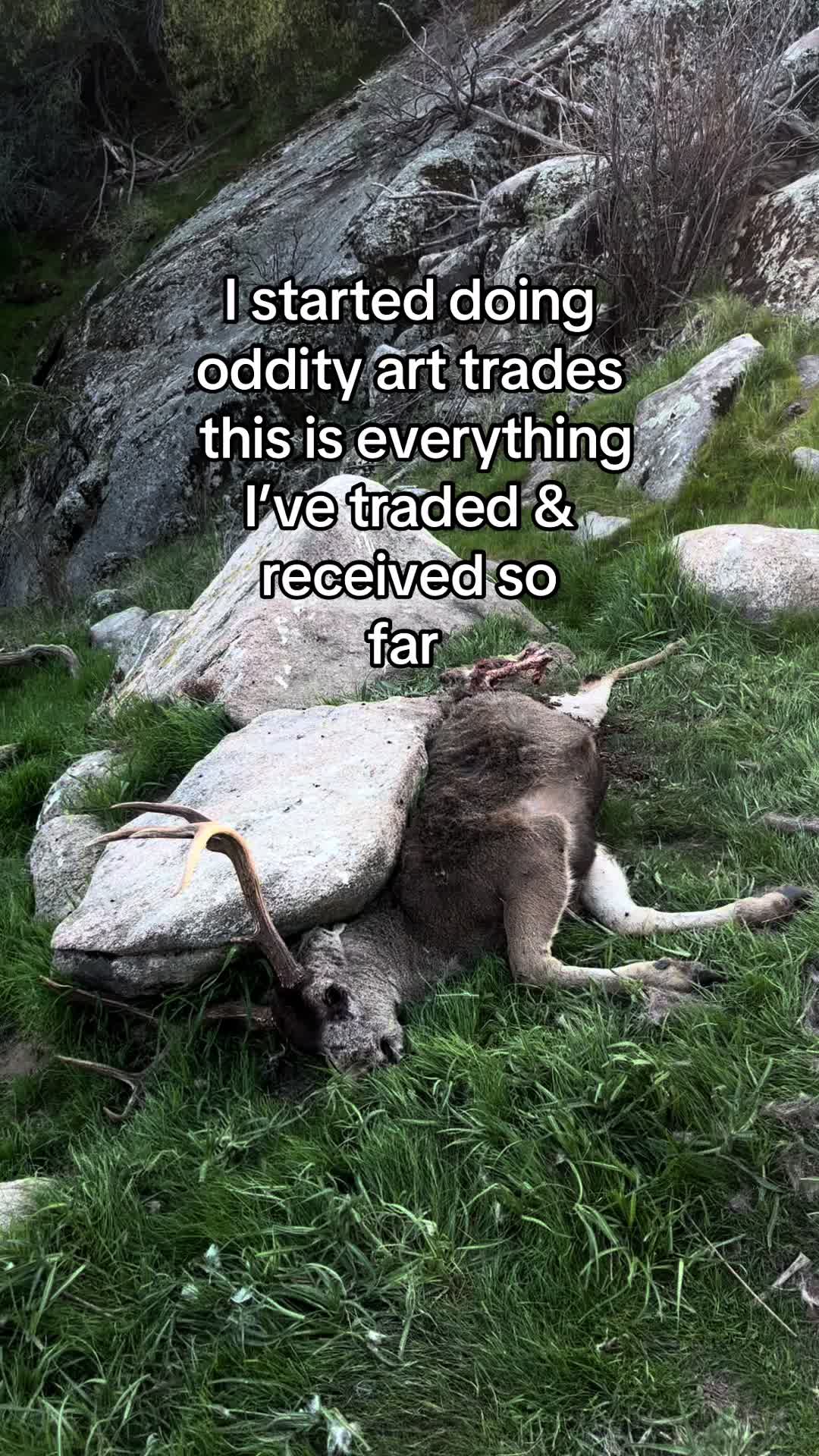 @🌲