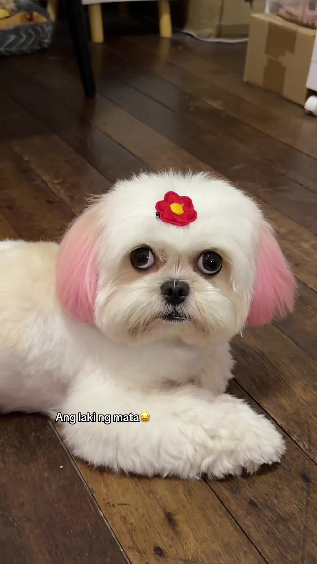 @MALORI🌸