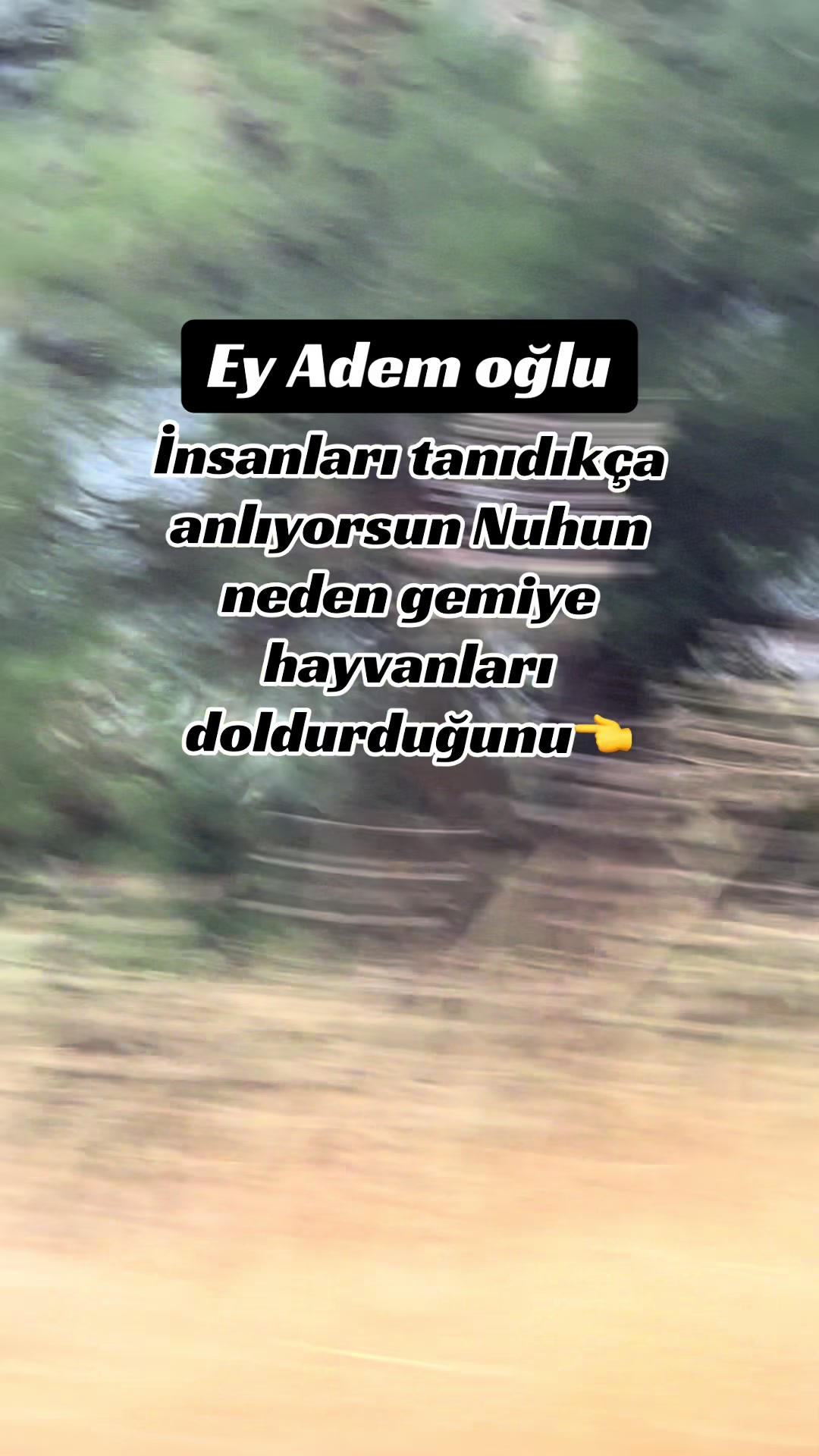 @papatyamm
