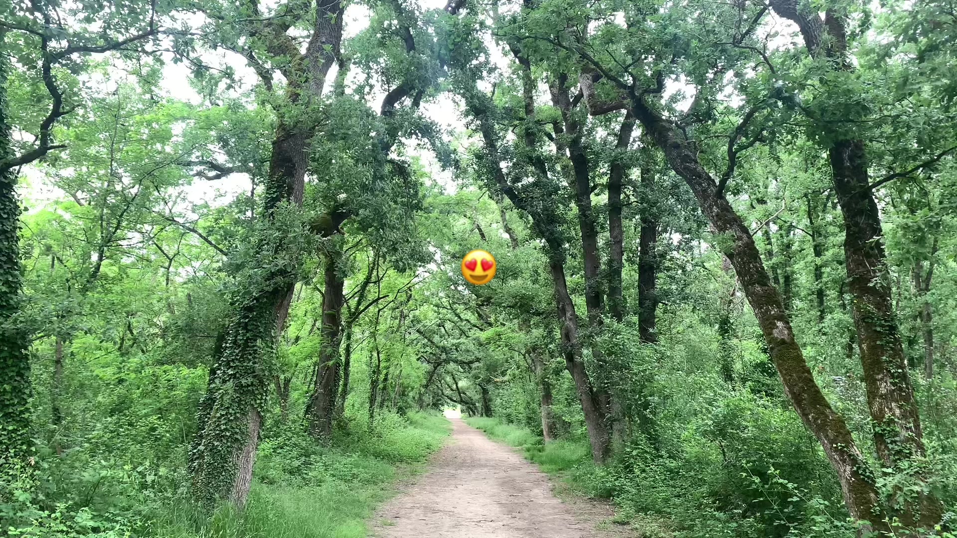 @Spideer.exee