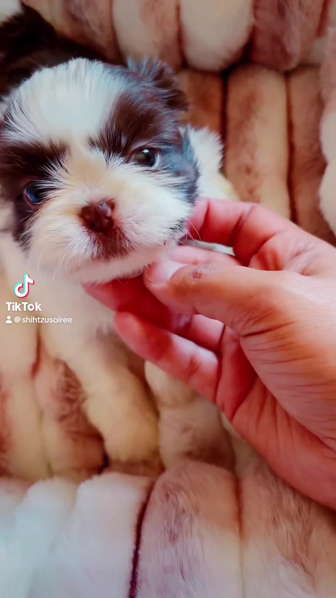 @SHIHTZU SOIRÉE
