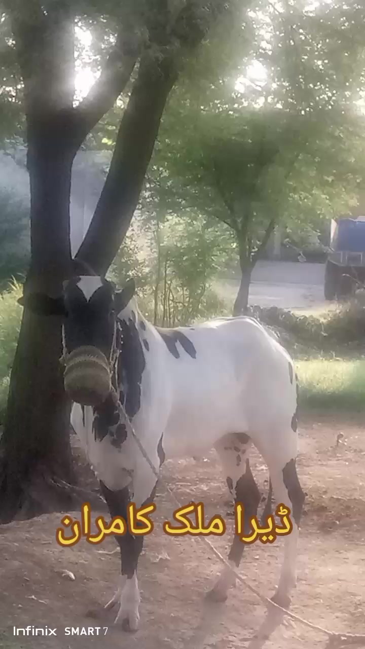 @Malik kamran