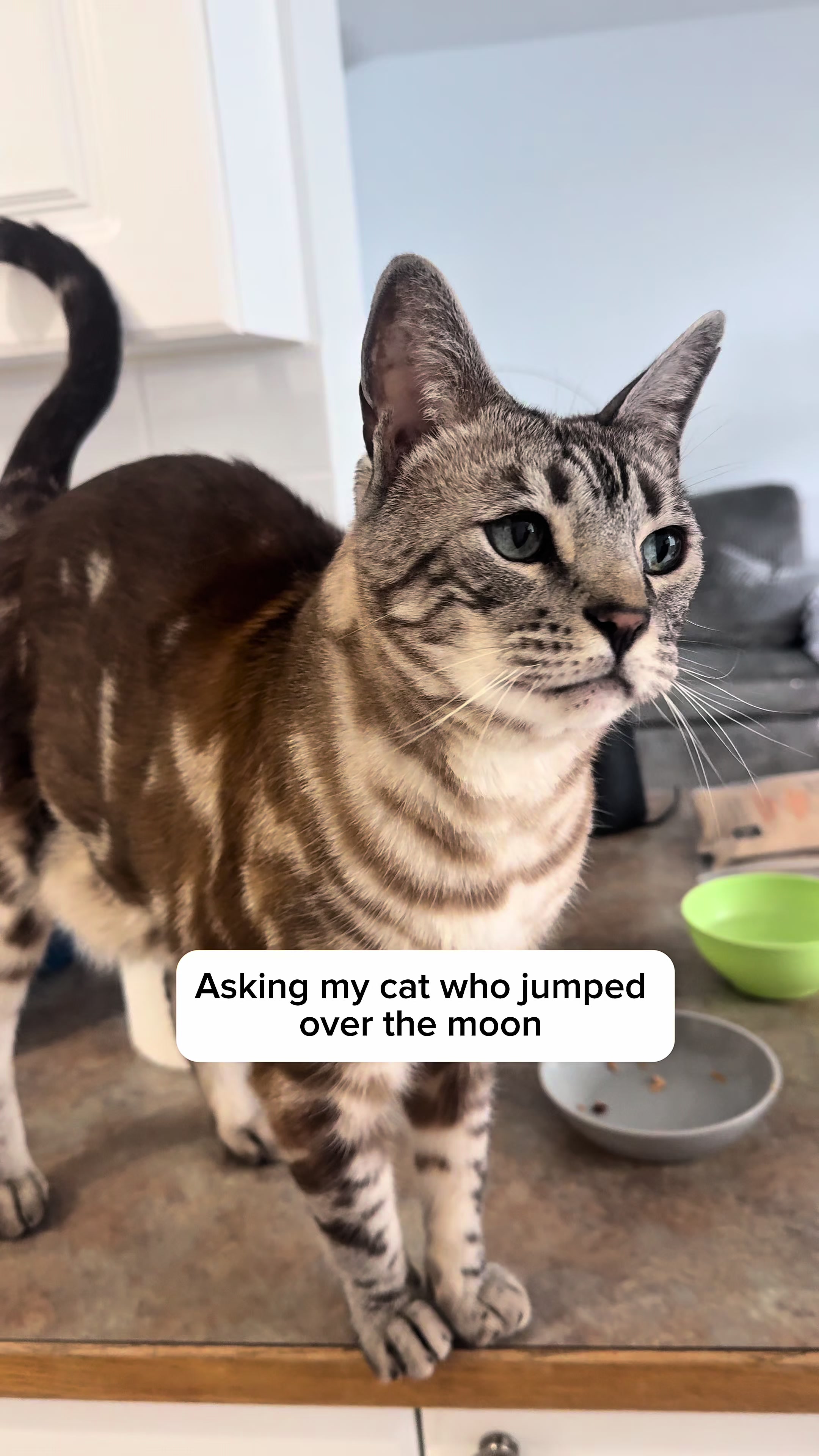 @Three Nawty Cats