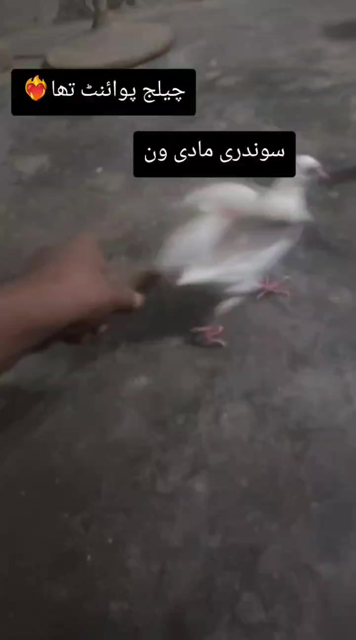 @qaisarsaith