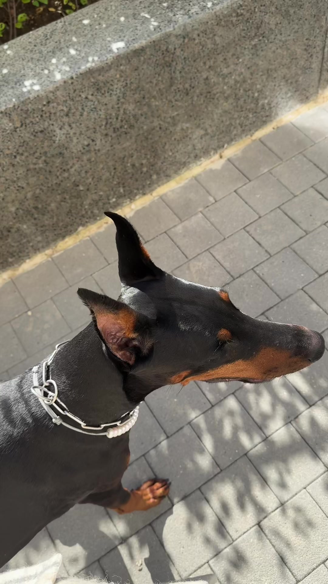 @doberblogger