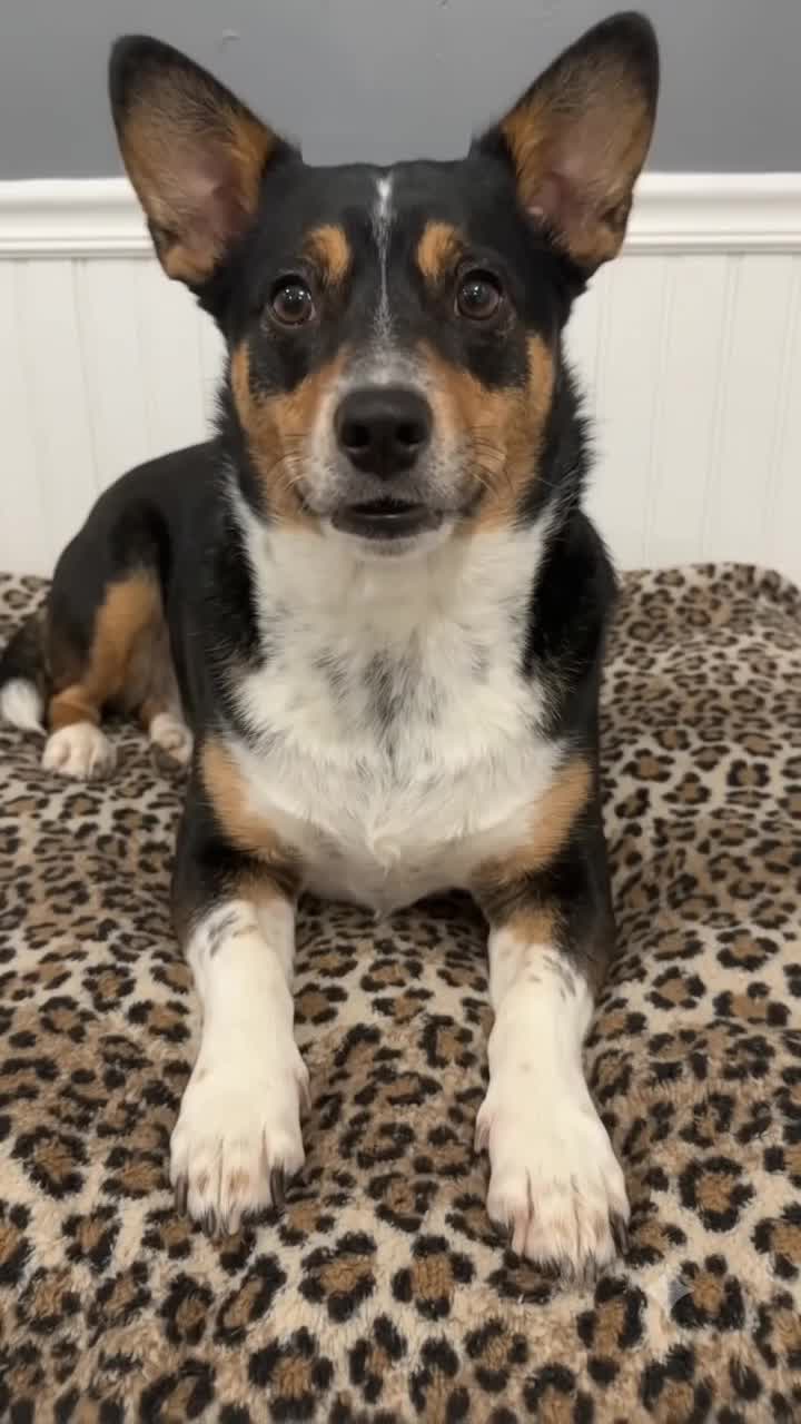 @Woycheesepups💜