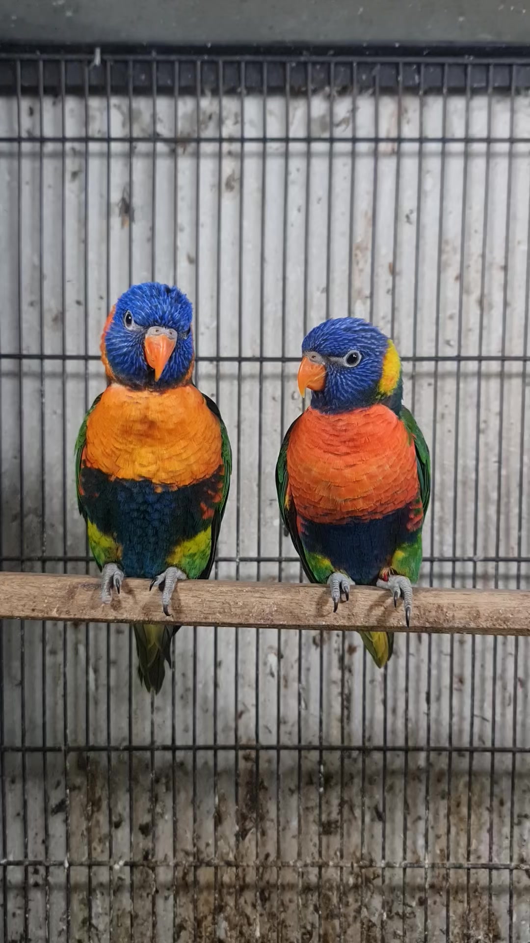 @ROYAL BIRD US