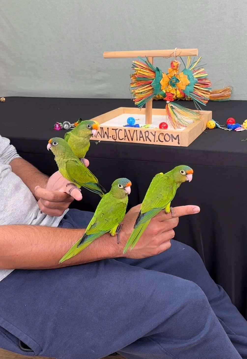 @JC Aviary