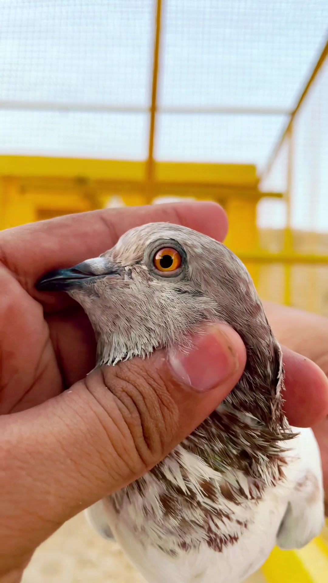 @sahibzada_zeshan_pigeons