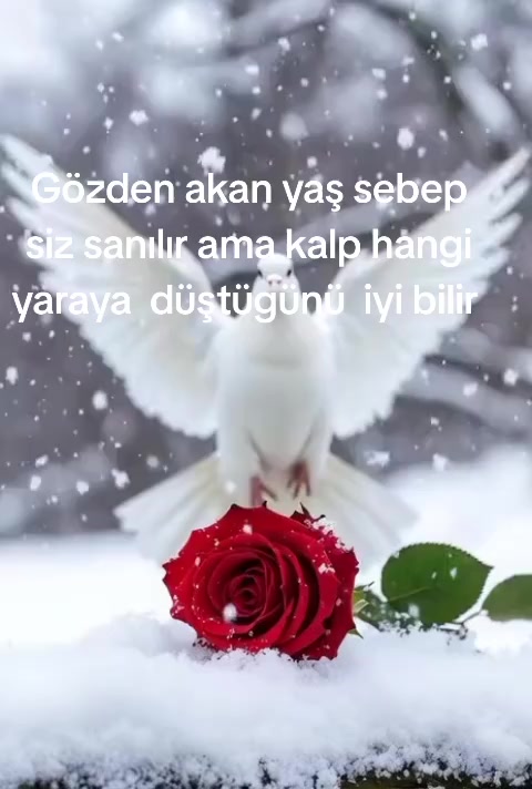 @𝓗𝓲𝓻𝓪𝓼𝓾