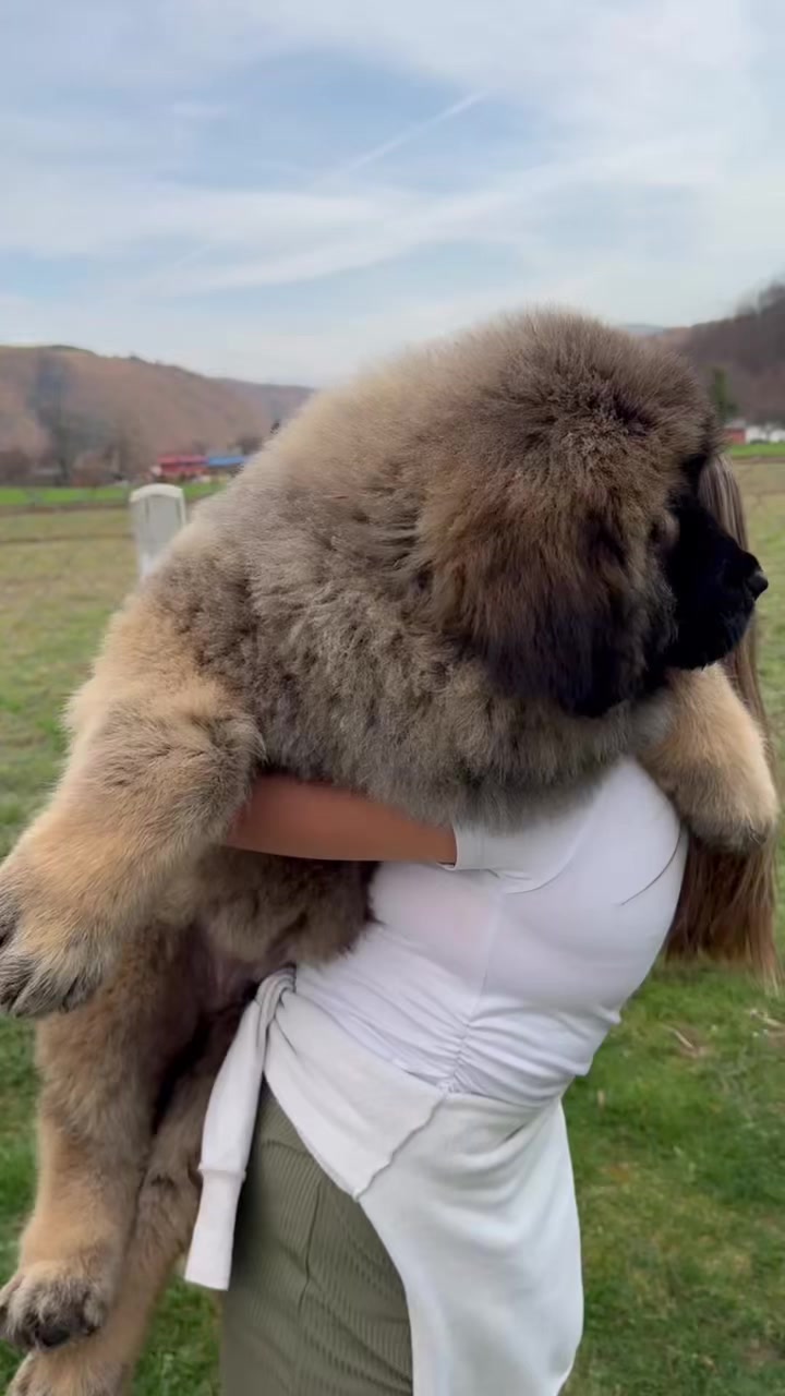 @Caucasian Shepheard Dogs