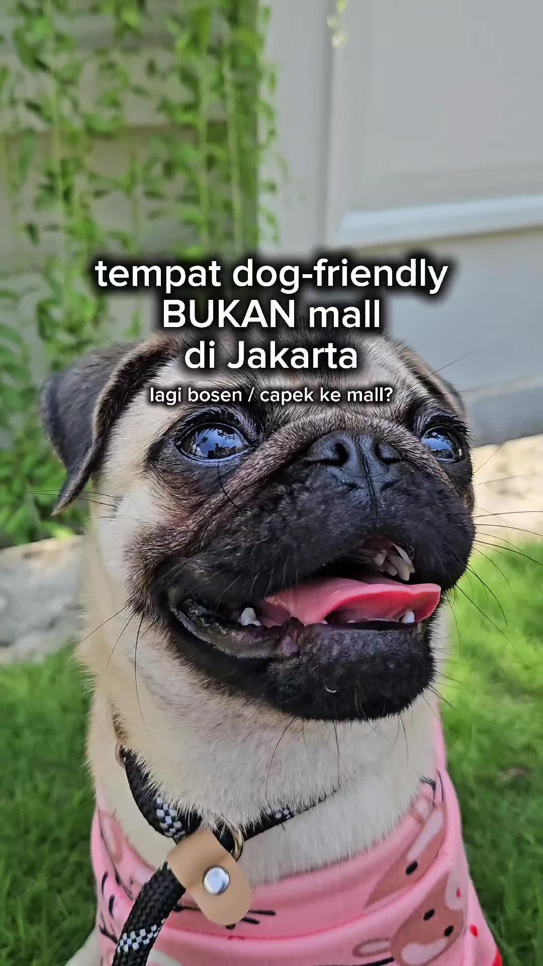 @Miso The Pug | Eat&Travel 🐾
