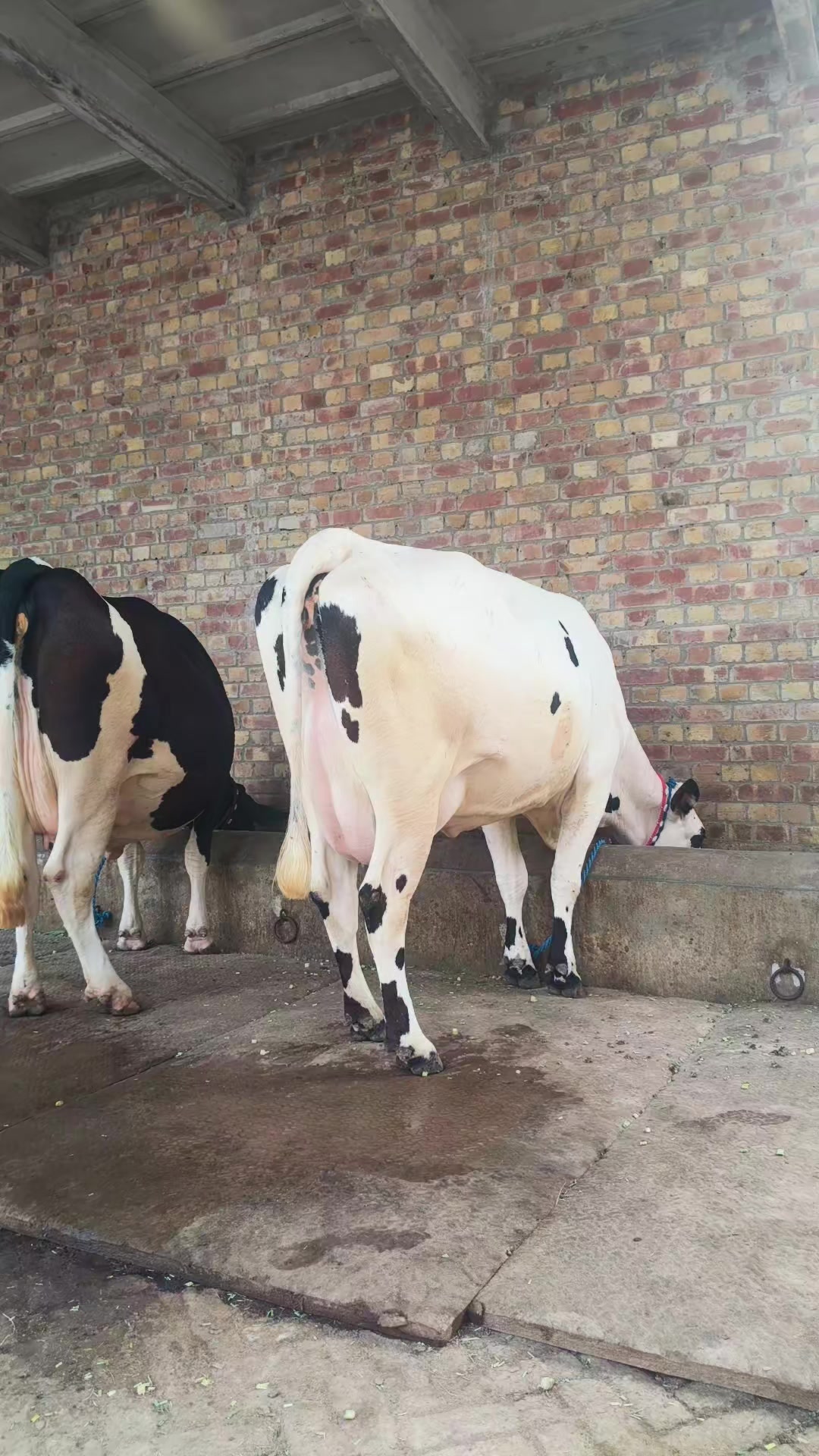 @joyia dairy farm