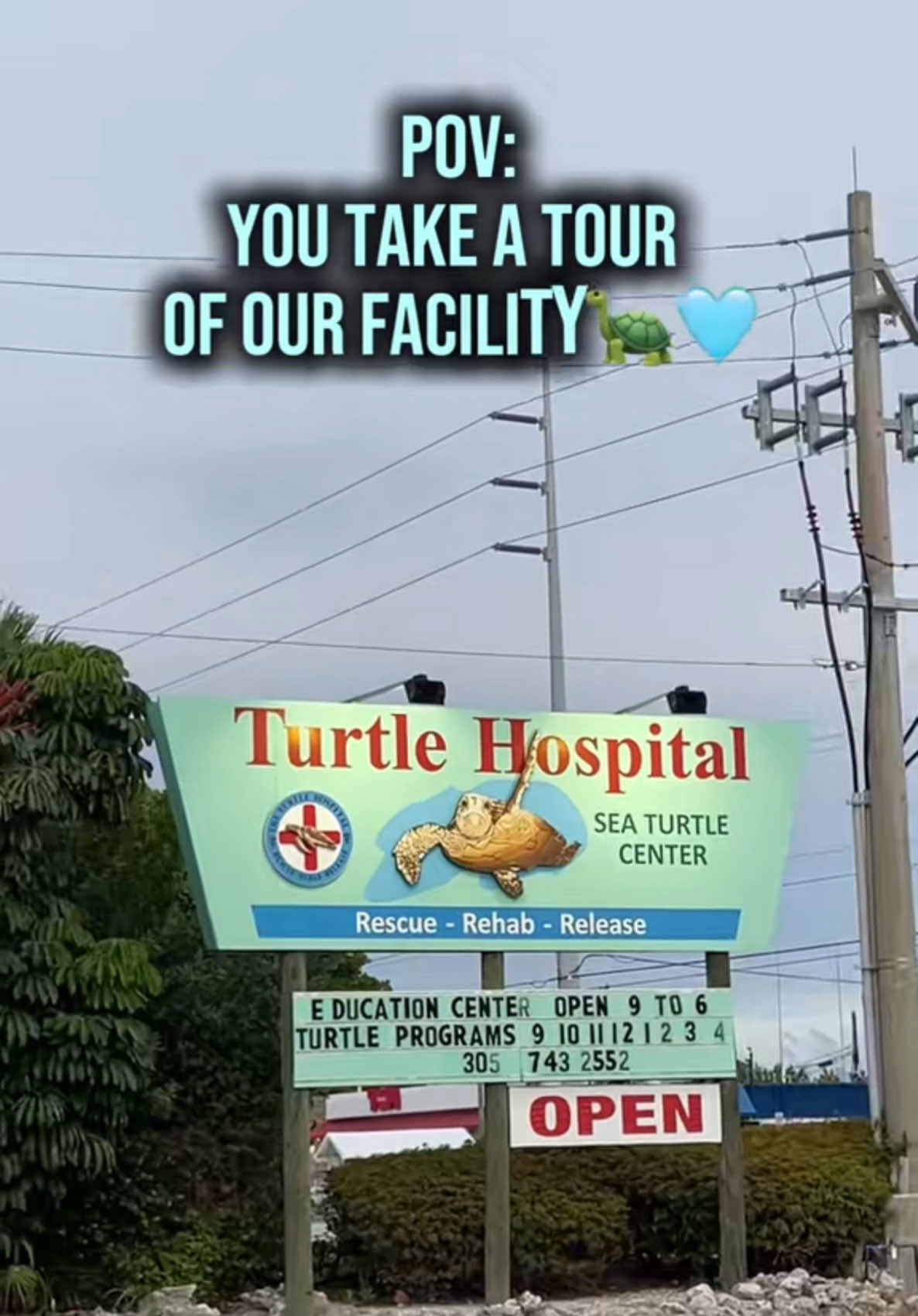 @The Turtle Hospital