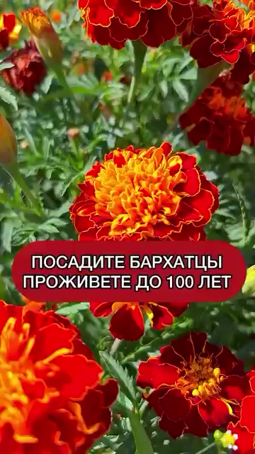@dom_rustaevy