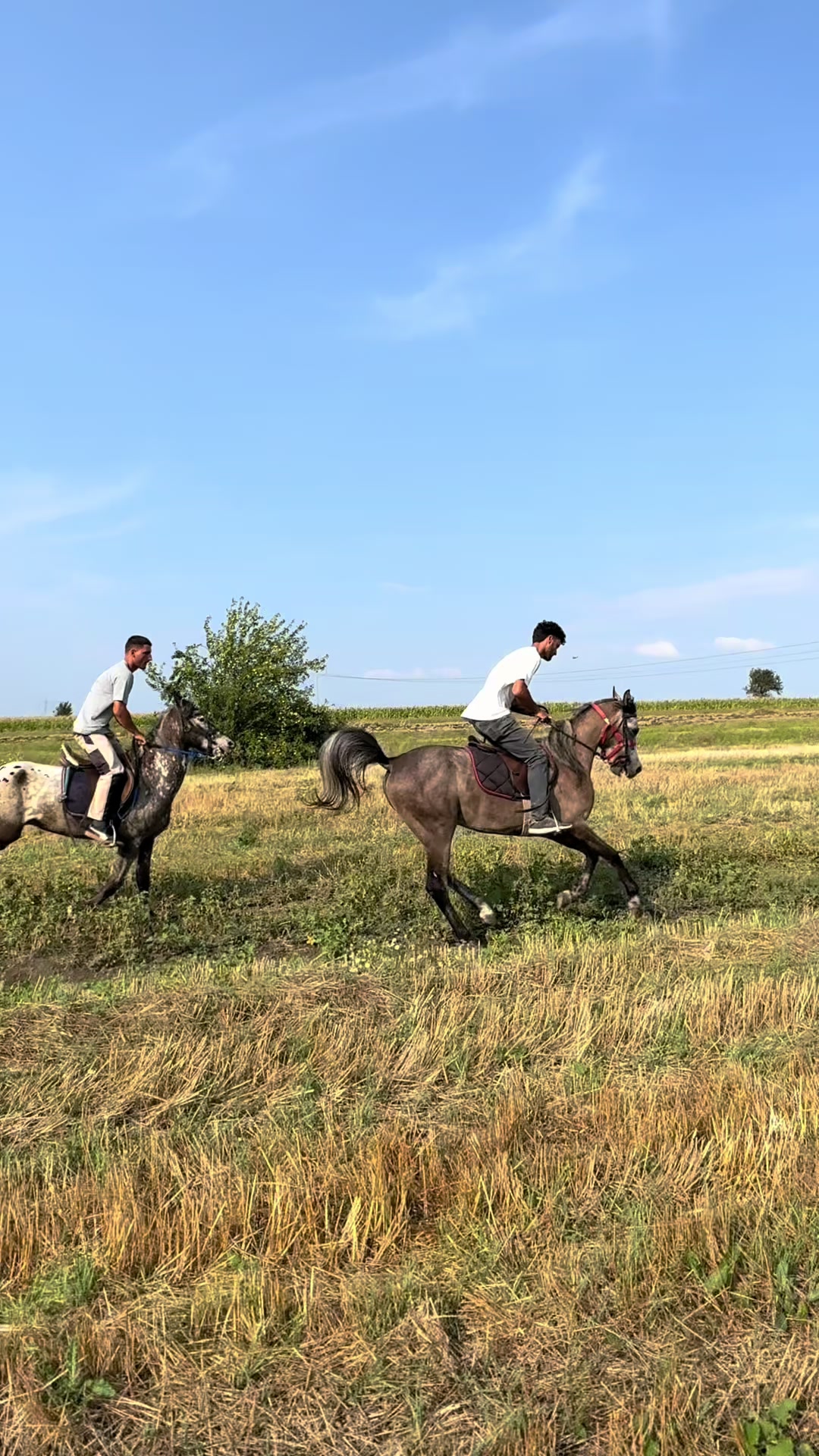 @BERTI RANCH 🐎