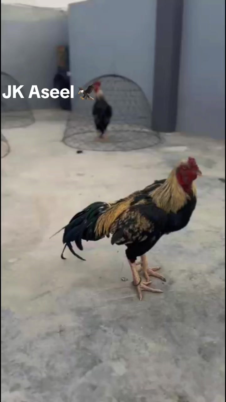 @JK Quetta Aseel