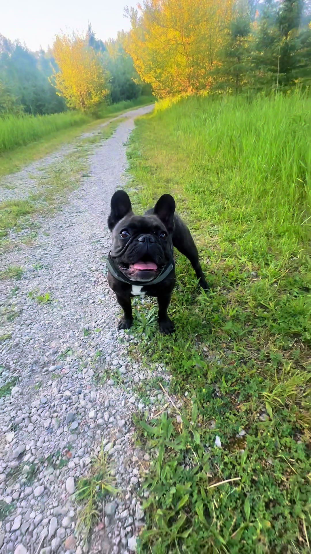 @Lucy the Frenchie