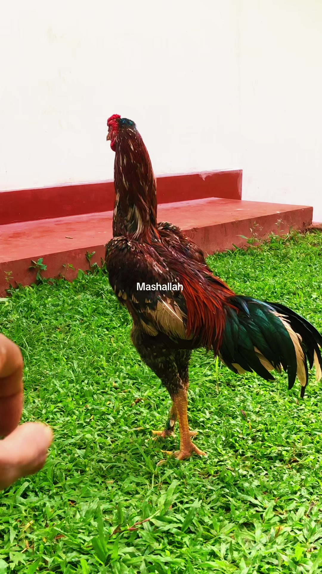 @Nishran Mohamed