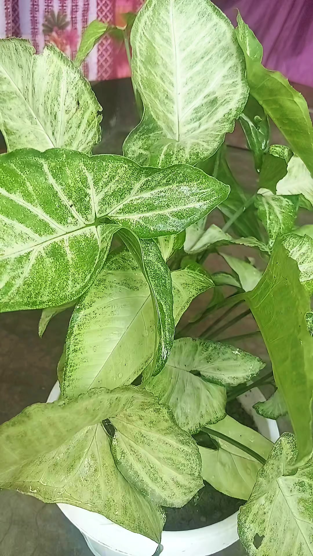 @🕊️