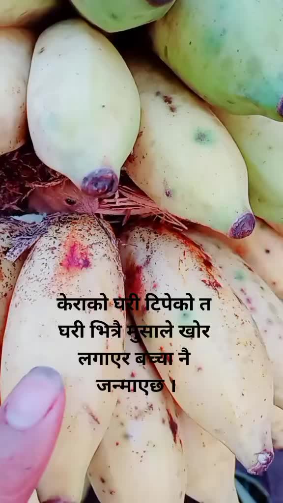 @Hemanta Ritu Acharya