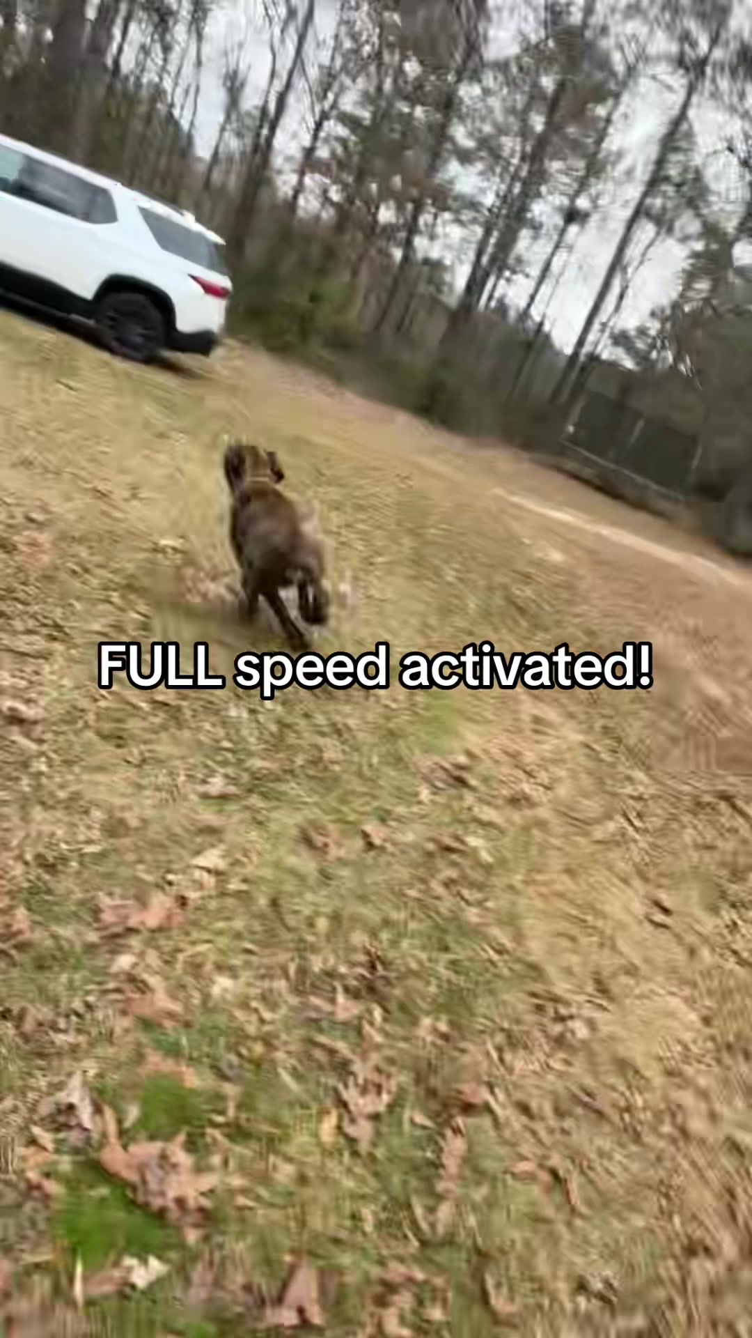 @HULK the mastiff