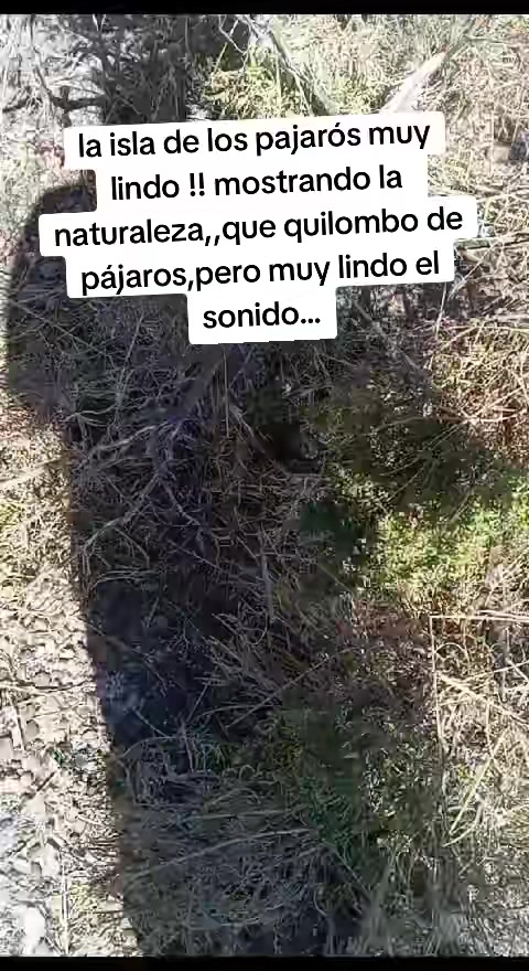 @El flaco