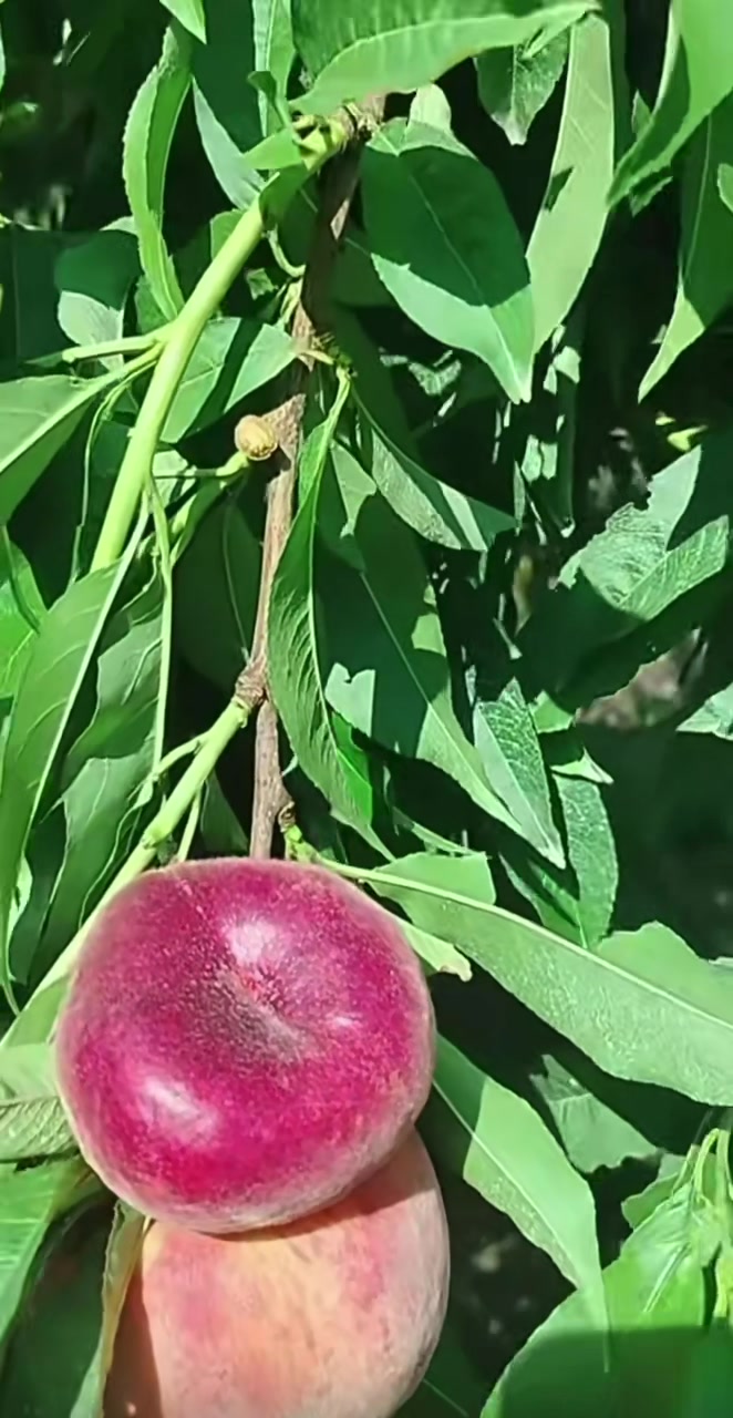 @p&eacute;pini&egrave;re yb agro