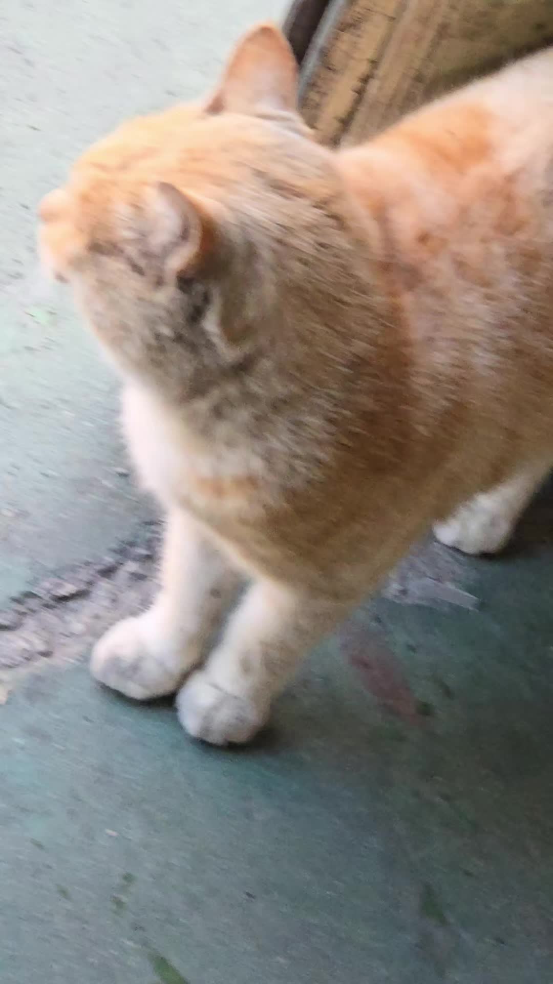 @고양이 형아