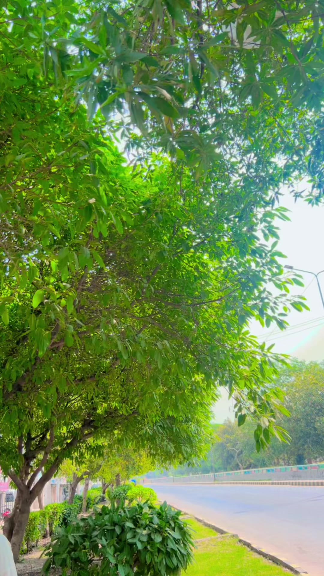 @Rai Asif Hayat khayalika