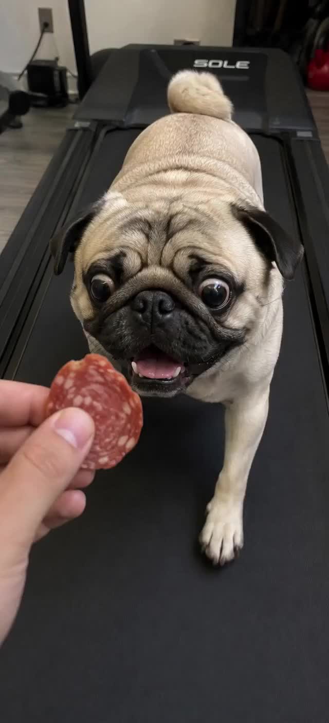 @Pug